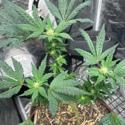 Amethyst  Runtz growlog timeline photo