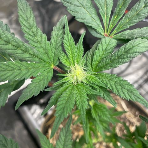  Amethyst  Runtz growlog timeline photo