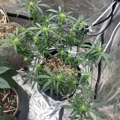 Tripie4 growlog timeline photo