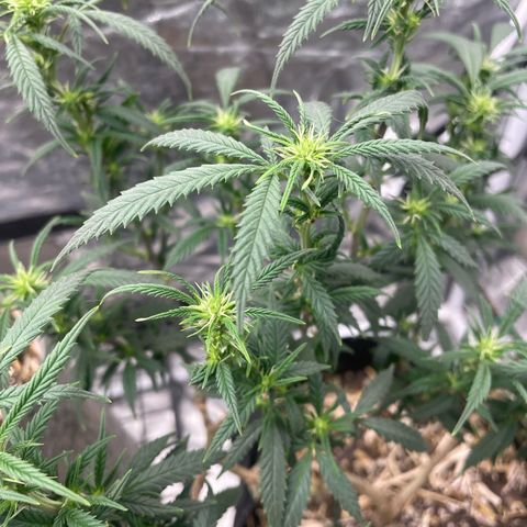 Tripie4 growlog timeline photo