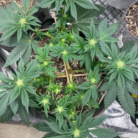  Tropicana Truffles  growlog timeline photo