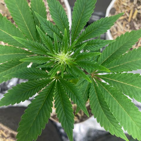  Tropicana Truffles  growlog timeline photo