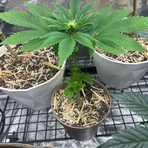 Tropicana Truffles  growlog timeline photo