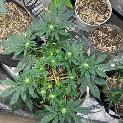  Tropicana Truffles  growlog timeline photo
