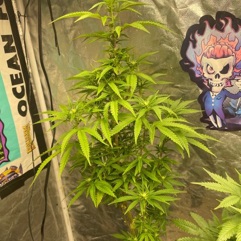 Code Red#2 growlog timeline photo