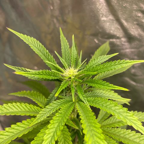 Code Red#2 growlog timeline photo