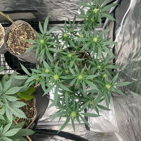 Tripie4 growlog timeline photo