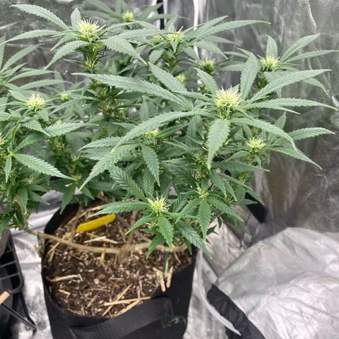 Tripie4 growlog timeline photo