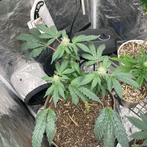  Amethyst  Runtz growlog timeline photo