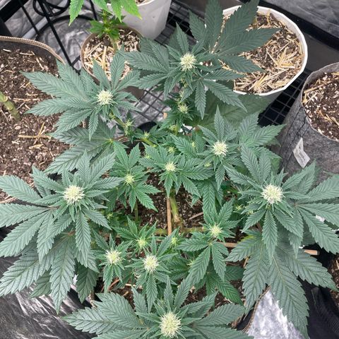  Tropicana Truffles  growlog timeline photo