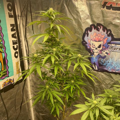 Code Red#2 growlog timeline photo