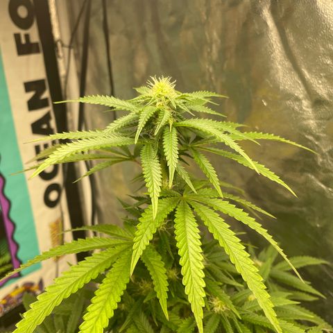 Code Red#2 growlog timeline photo