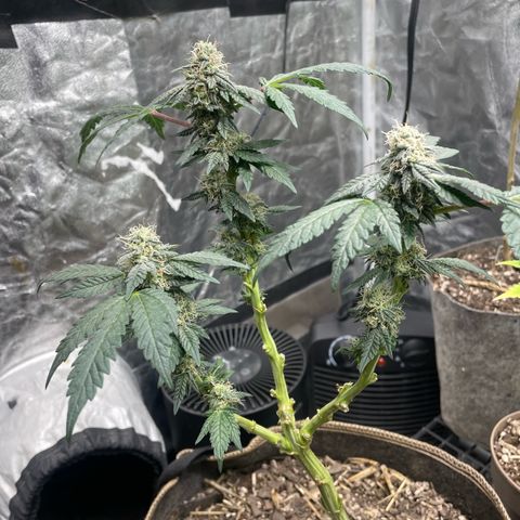 Amethyst  Runtz growlog timeline photo