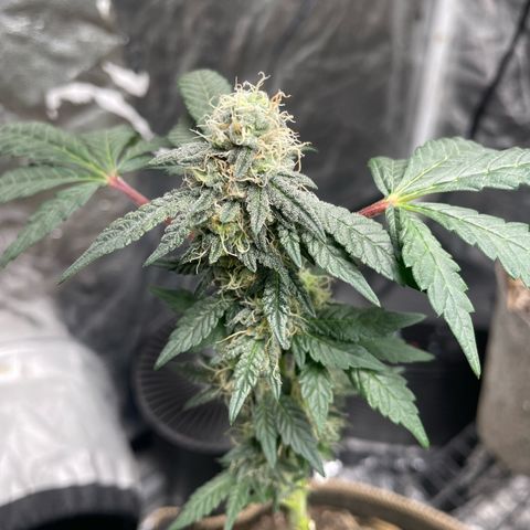  Amethyst  Runtz growlog timeline photo