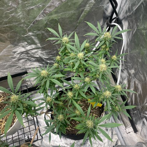 Tripie4 growlog timeline photo