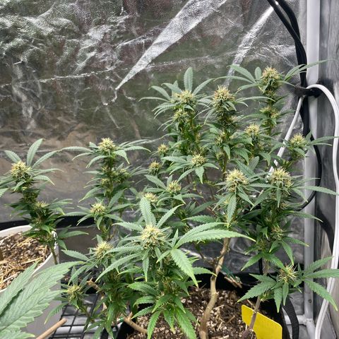 Tripie4 growlog timeline photo