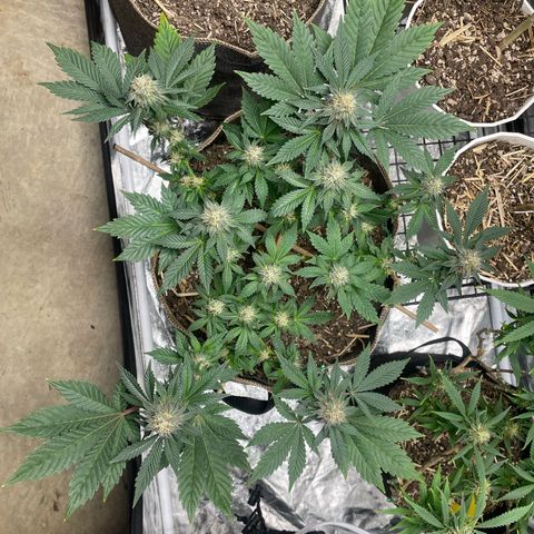 Tropicana Truffles  growlog timeline photo