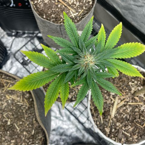  Tropicana Truffles  growlog timeline photo
