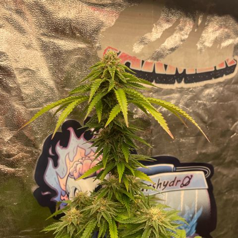 Code Red#2 growlog timeline photo