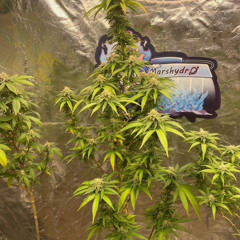 Code Red#2 growlog timeline photo