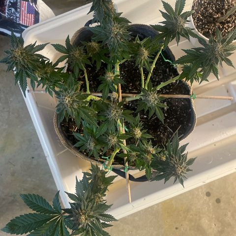  Tropicana Truffles  growlog timeline photo