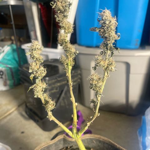  Amethyst  Runtz growlog photo: 😅