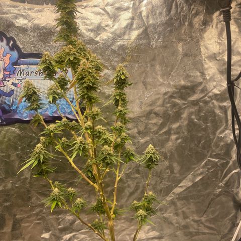 Code Red#2 growlog timeline photo