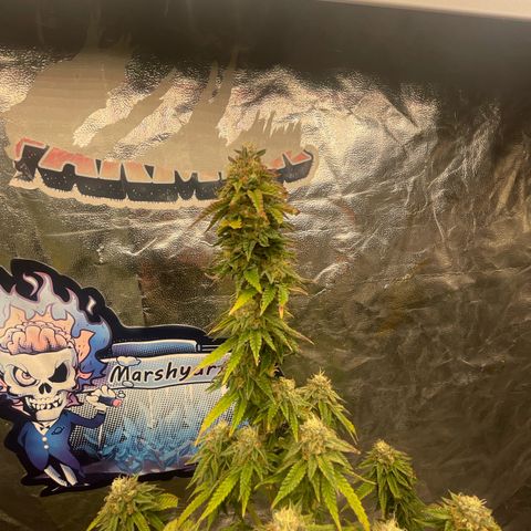 Code Red#2 growlog timeline photo