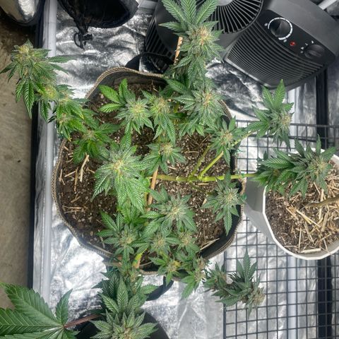  Tropicana Truffles  growlog timeline photo