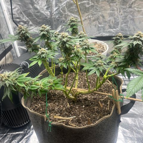  Tropicana Truffles  growlog timeline photo