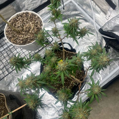 Tripie4 growlog timeline photo