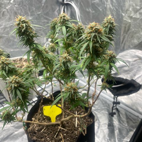 Tripie4 growlog timeline photo
