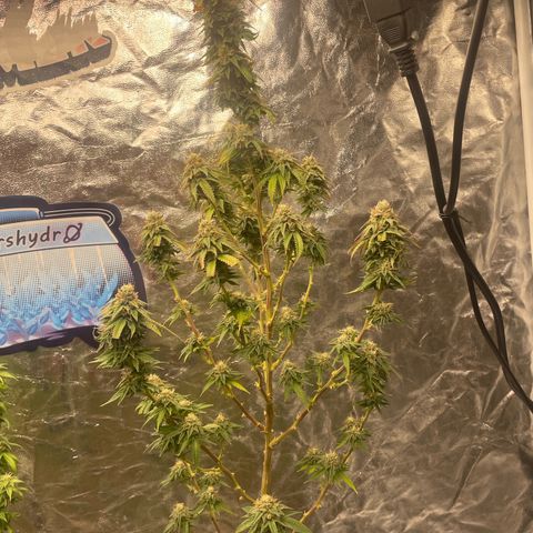 Code Red#2 growlog timeline photo