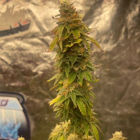 Code Red#2 growlog timeline photo