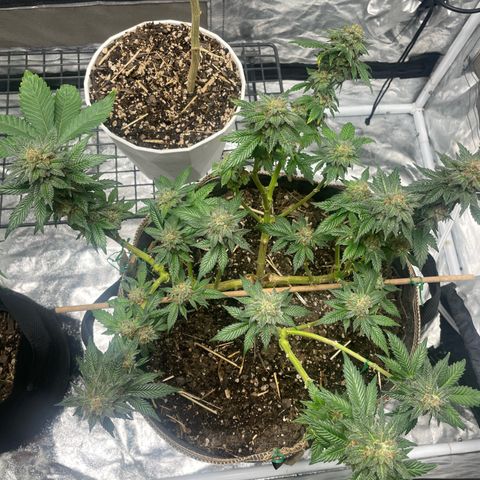  Tropicana Truffles  growlog timeline photo