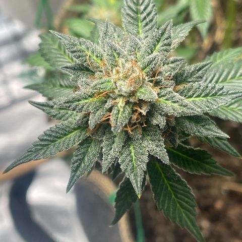  Tropicana Truffles  growlog timeline photo