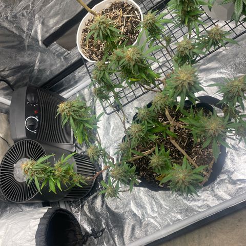 Tripie4 growlog timeline photo