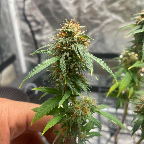 Tripie4 growlog timeline photo