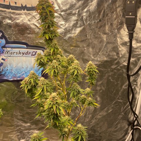 Code Red#2 growlog timeline photo