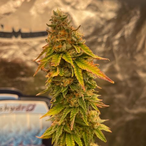 Code Red#2 growlog timeline photo