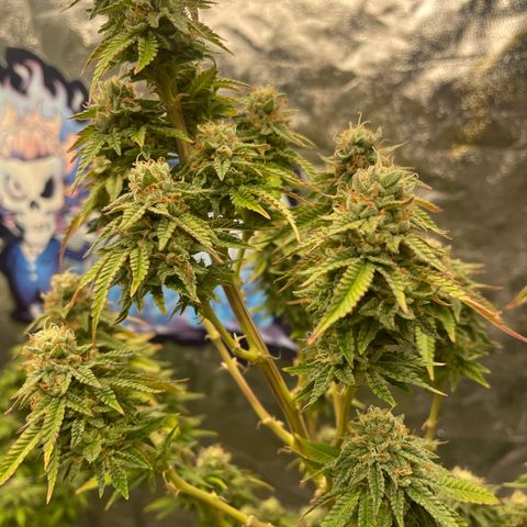 Code Red#2 growlog timeline photo