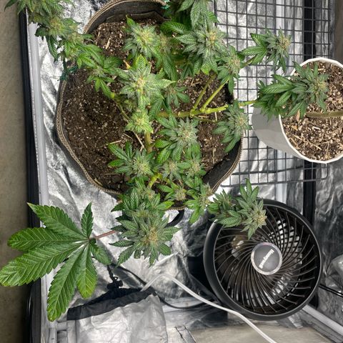  Tropicana Truffles  growlog timeline photo