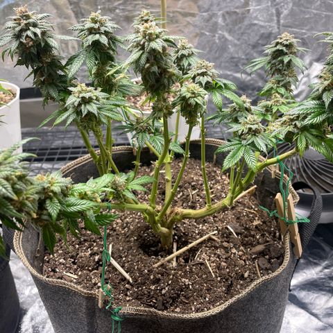  Tropicana Truffles  growlog timeline photo