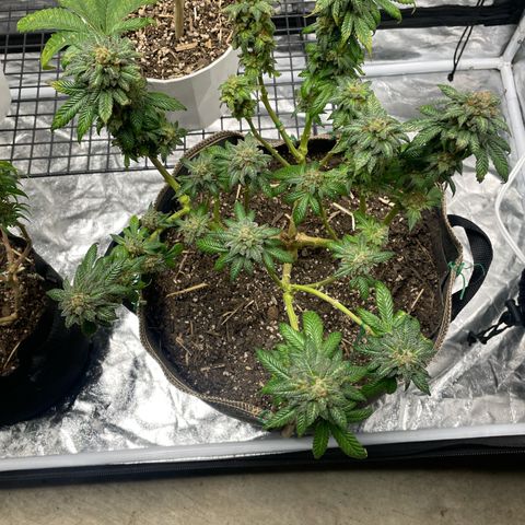  Tropicana Truffles  growlog timeline photo