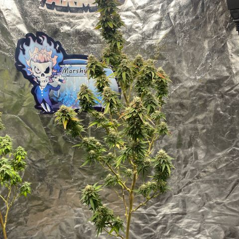 Code Red#2 growlog timeline photo