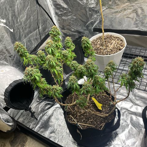 Tripie4 growlog timeline photo