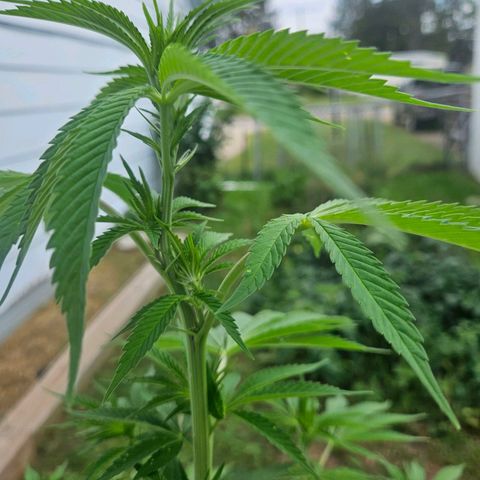 Platinum Cookie growlog timeline photo