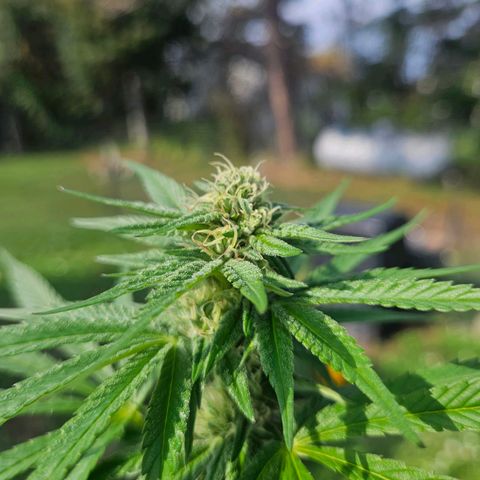 Platinum Cookie growlog timeline photo