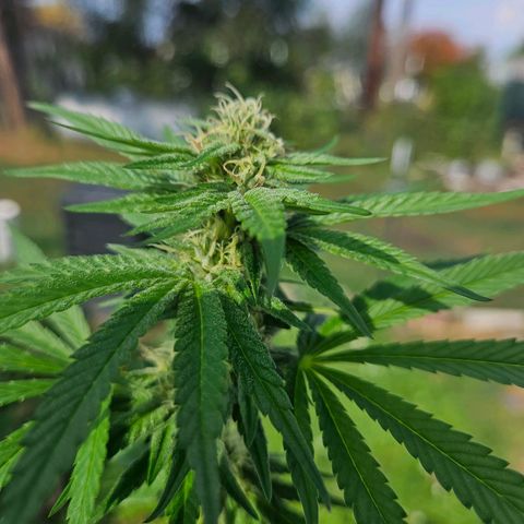 Platinum Cookie growlog timeline photo
