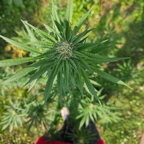 Platinum Cookie growlog timeline photo